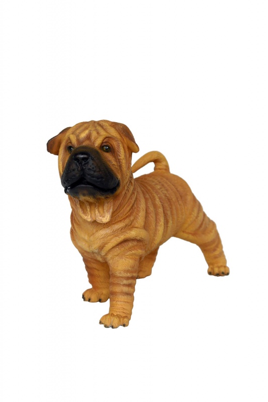 Shar-Pei dog puppy