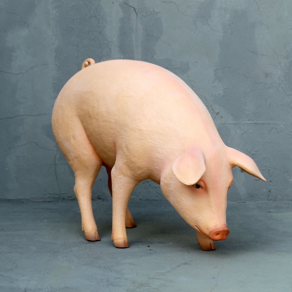 Pig with Head Down