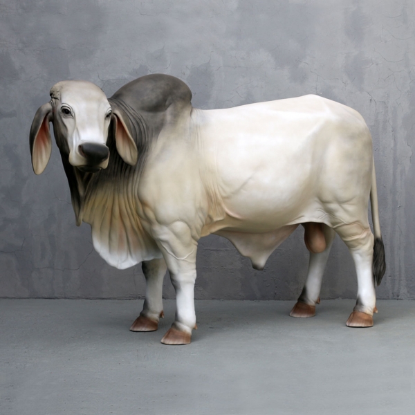 Brahman Bull (Grey)
