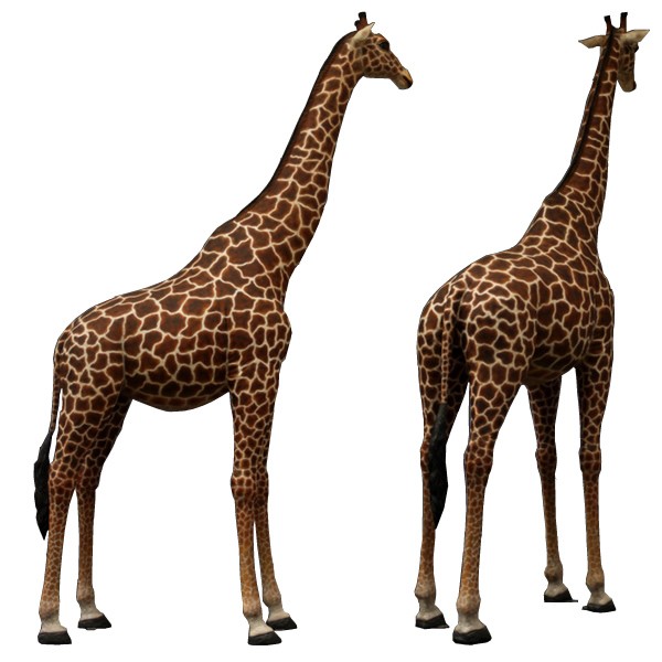 Life-Size Giraffe 18 Ft.