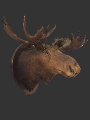 Moose Head Mounted
