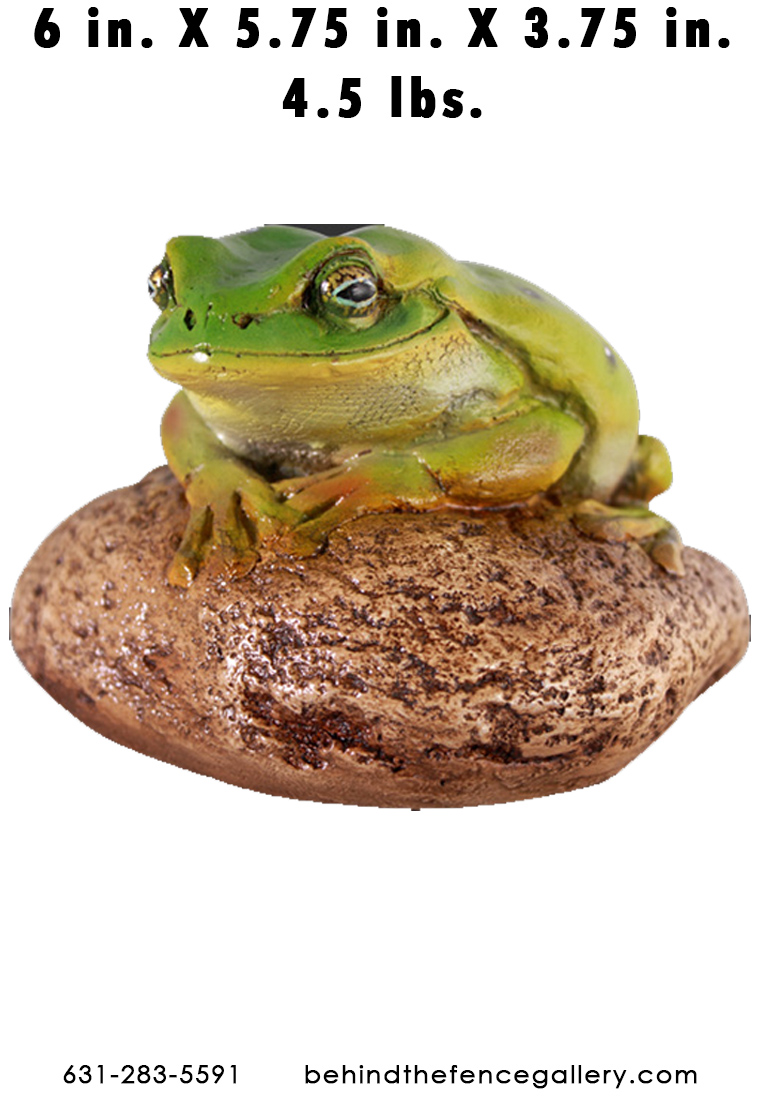 Green Frog on Rock