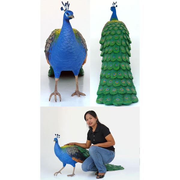 Peacock - Click Image to Close
