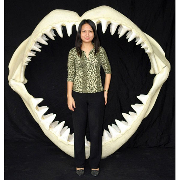 Great White Shark Jaws ( Large )
