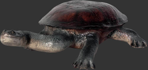 Long Neck Turtle Small / Turtle - Click Image to Close