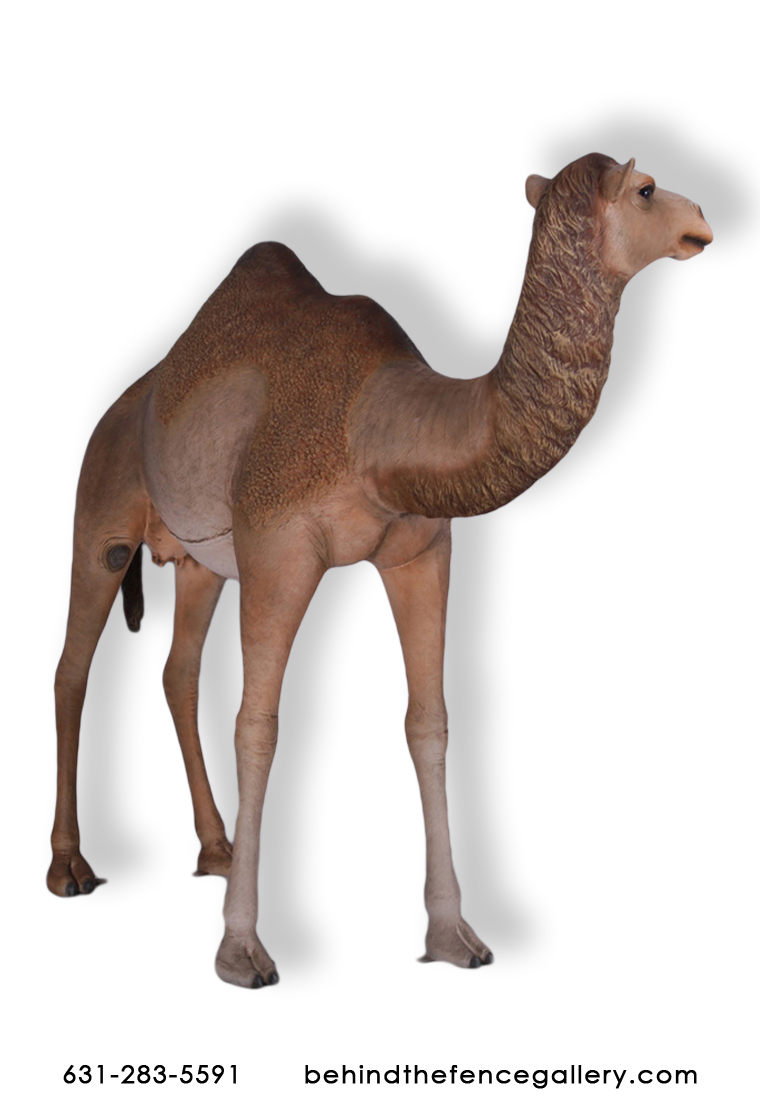 Female Dromedary Camel Statue