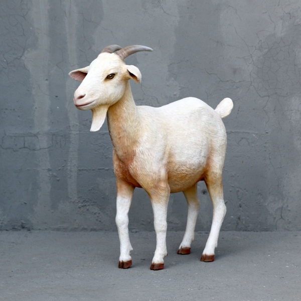 Cream Goat