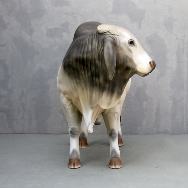 Brahman Bull (Grey) - Click Image to Close