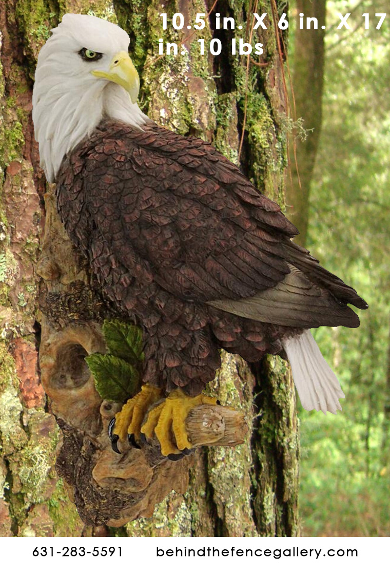 American Bald Eagle