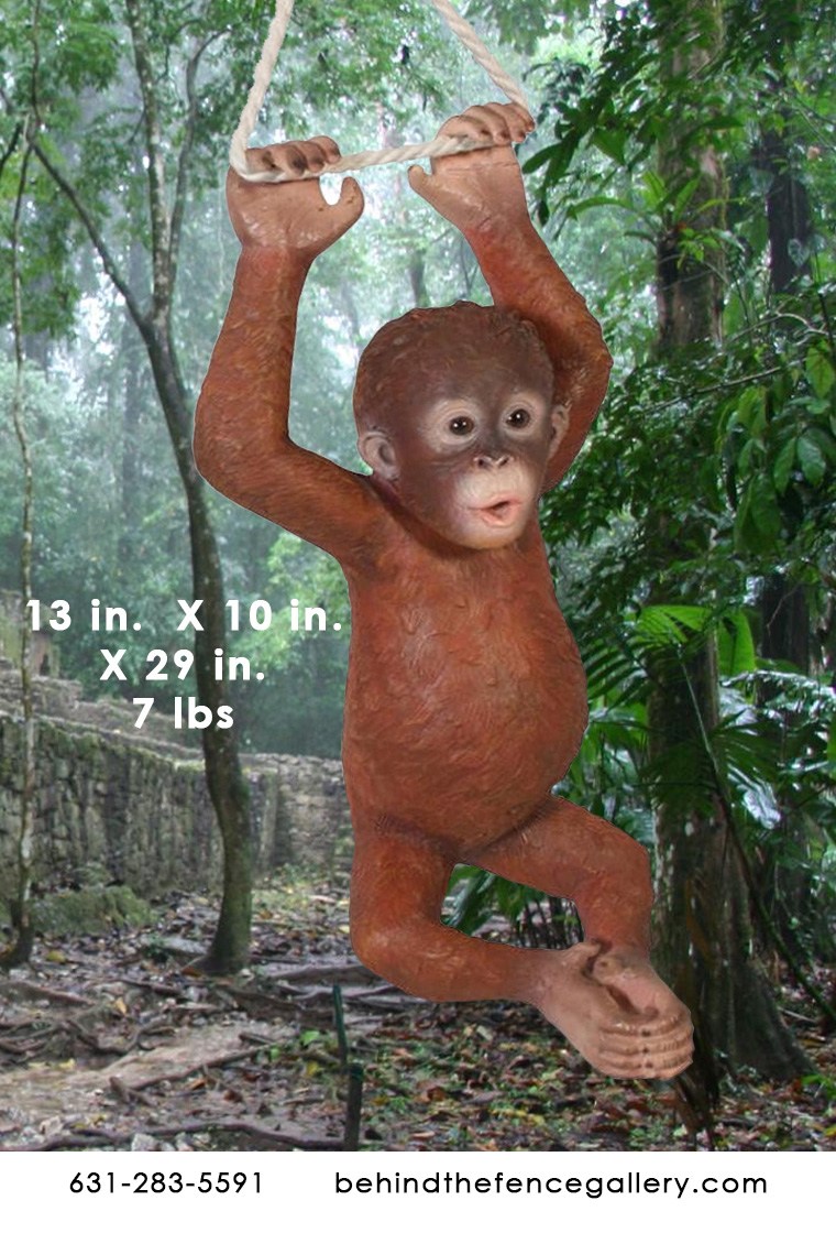 Hanging Baby Orangutan