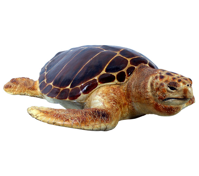 Loggerhead Turtle / Fiberglass - Click Image to Close