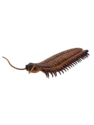 Arthropleura