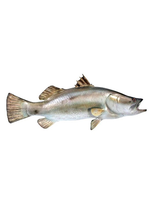 Barramundi Fish