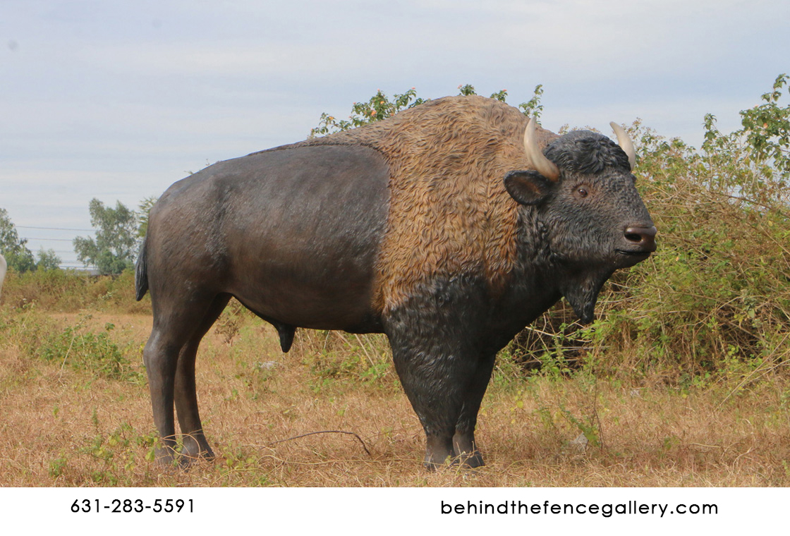 American Bison