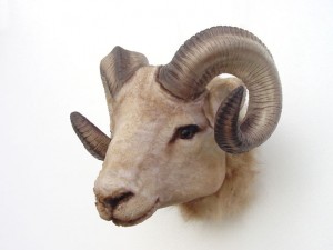 Ram Head
