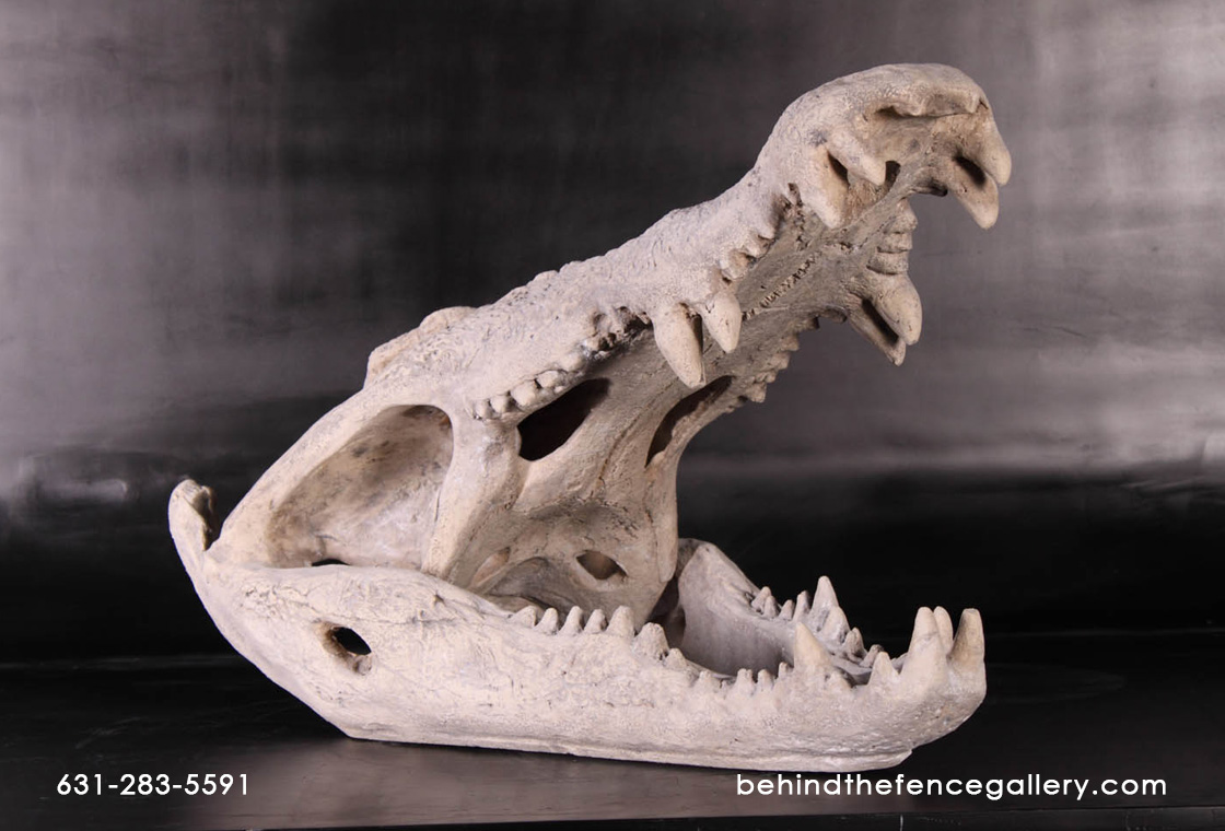 Crocodile Skull Table Display