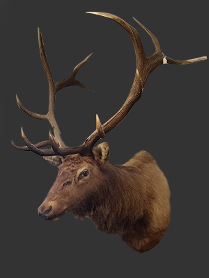 Elk Head - Click Image to Close