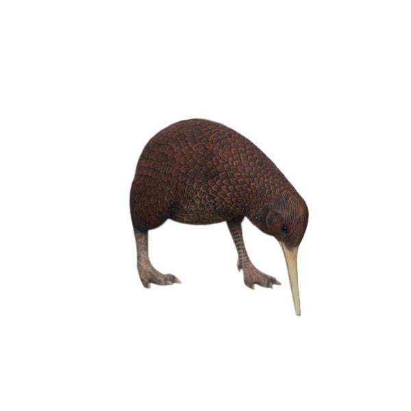 Kiwi Head Down - Click Image to Close