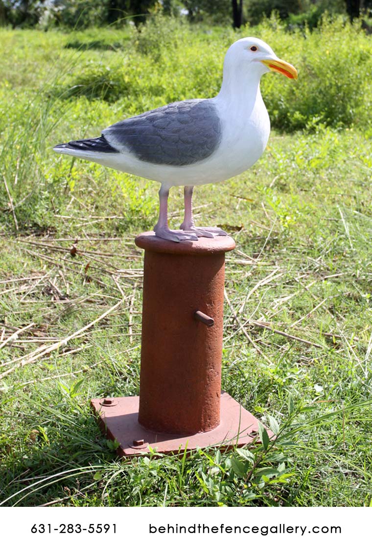 Seagull on Mooring Board - Click Image to Close