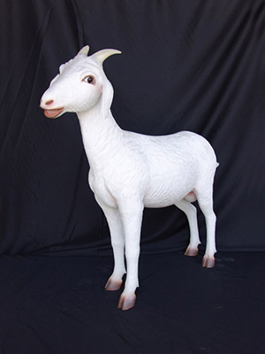 Goat