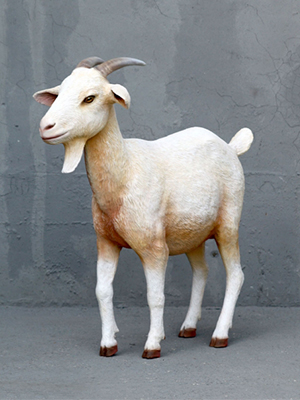 Cream Goat