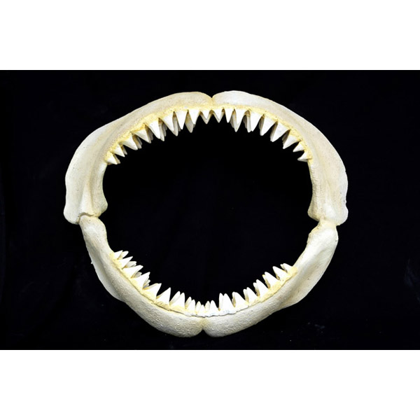 Great White Shark Jaws ( Small )