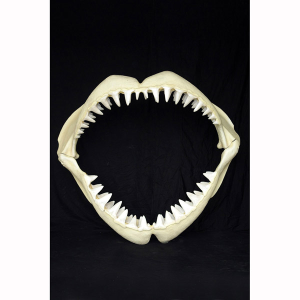Great White Shark Jaws ( Medium )