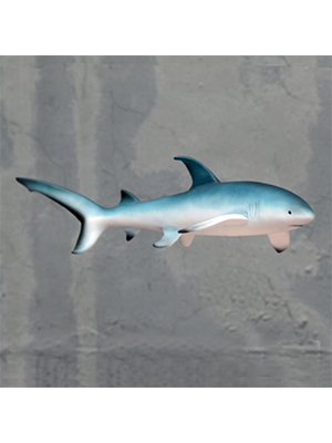 Thresher Shark